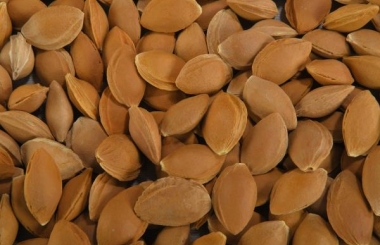 Organic sweet apricot kernels with shell